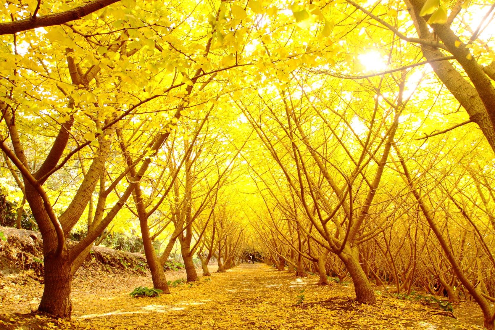 🍂 다루미즈 천본 은행나무 정원(타루미즈 센본 이초엔) 이미지 1